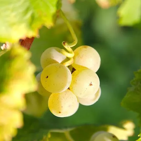 Гостевой дом Chateau Trillon Сотерн