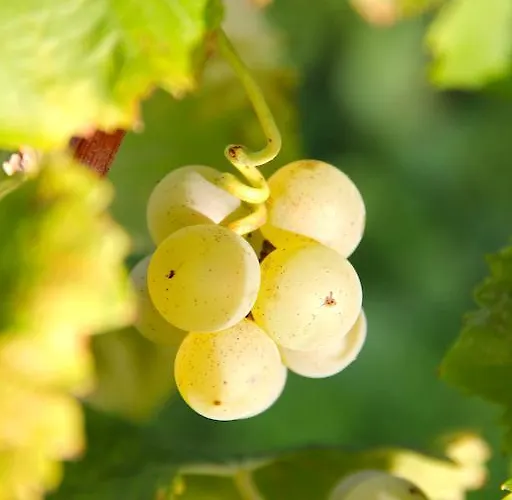 Casa de hóspedes Château Trillon Sauternes