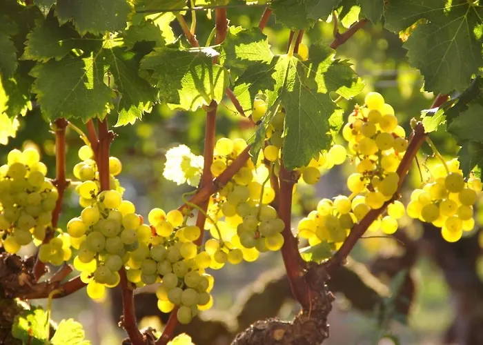 Casa de hóspedes Château Trillon Sauternes